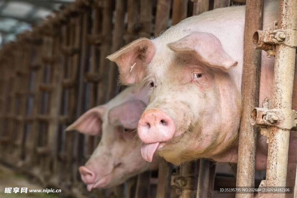 猪舍里探头的两头肥猪