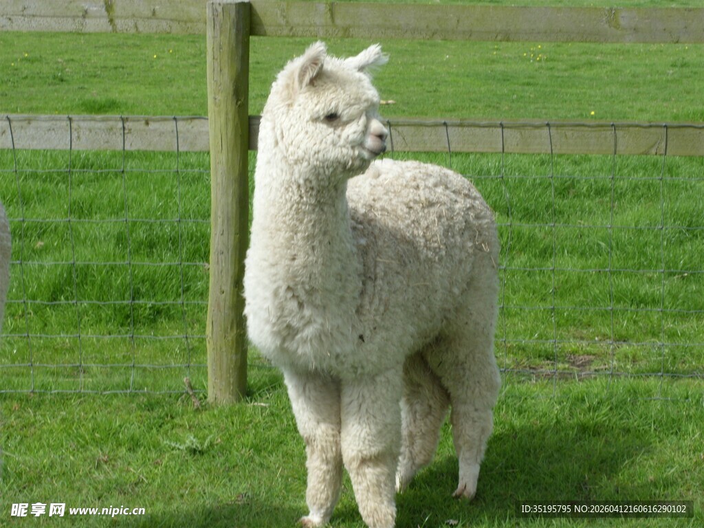 草地上的可爱羊驼