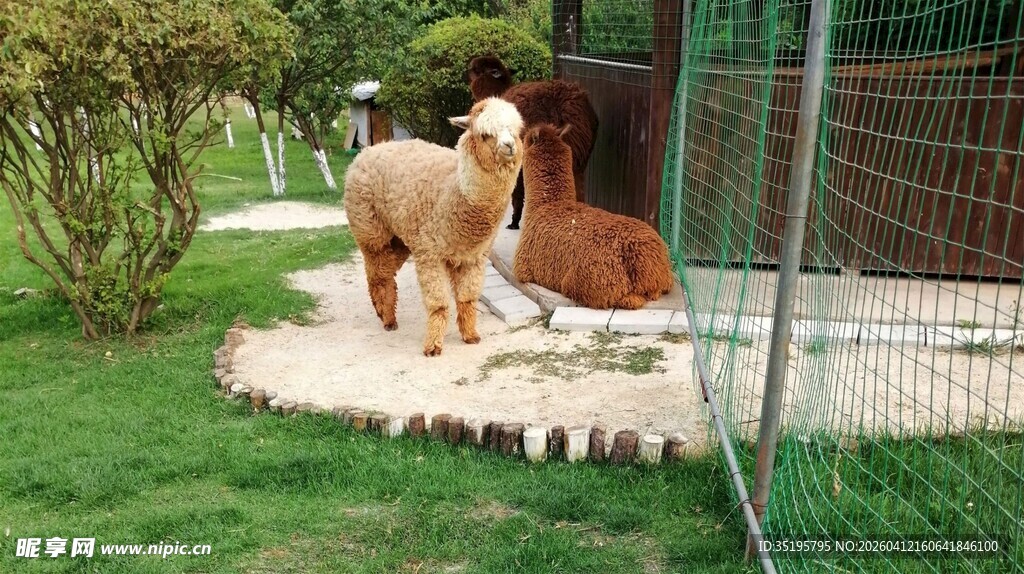 院子里悠闲的几只羊驼