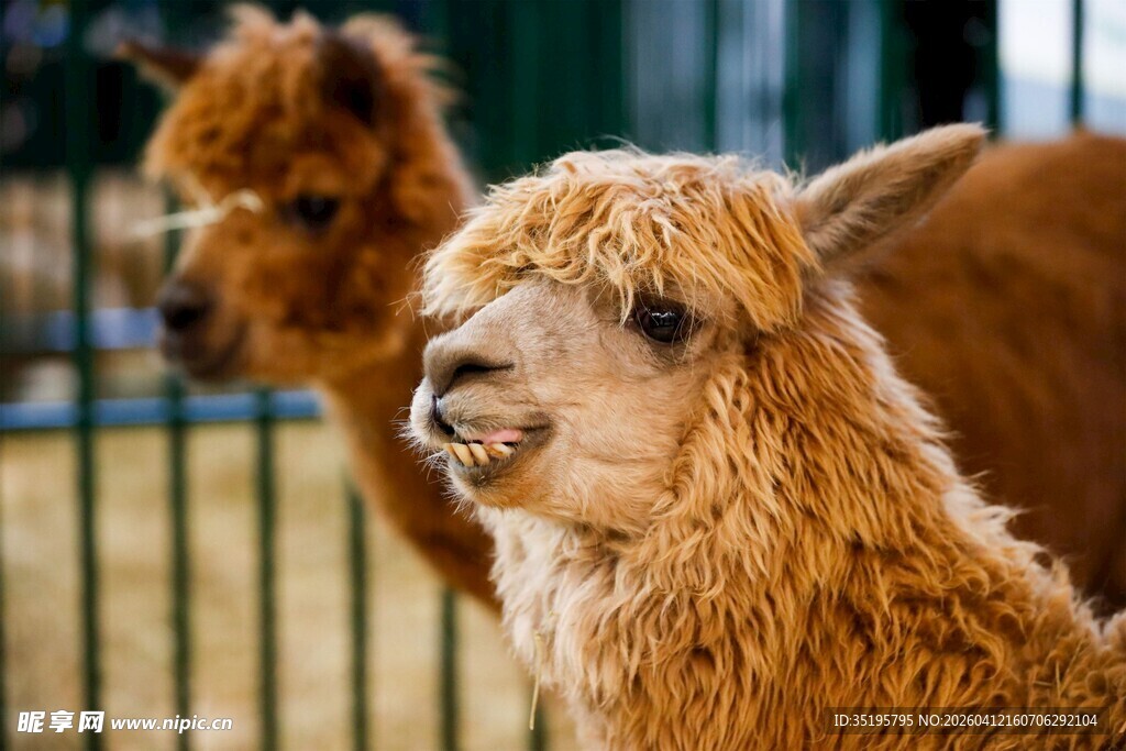 可爱羊驼面带微笑