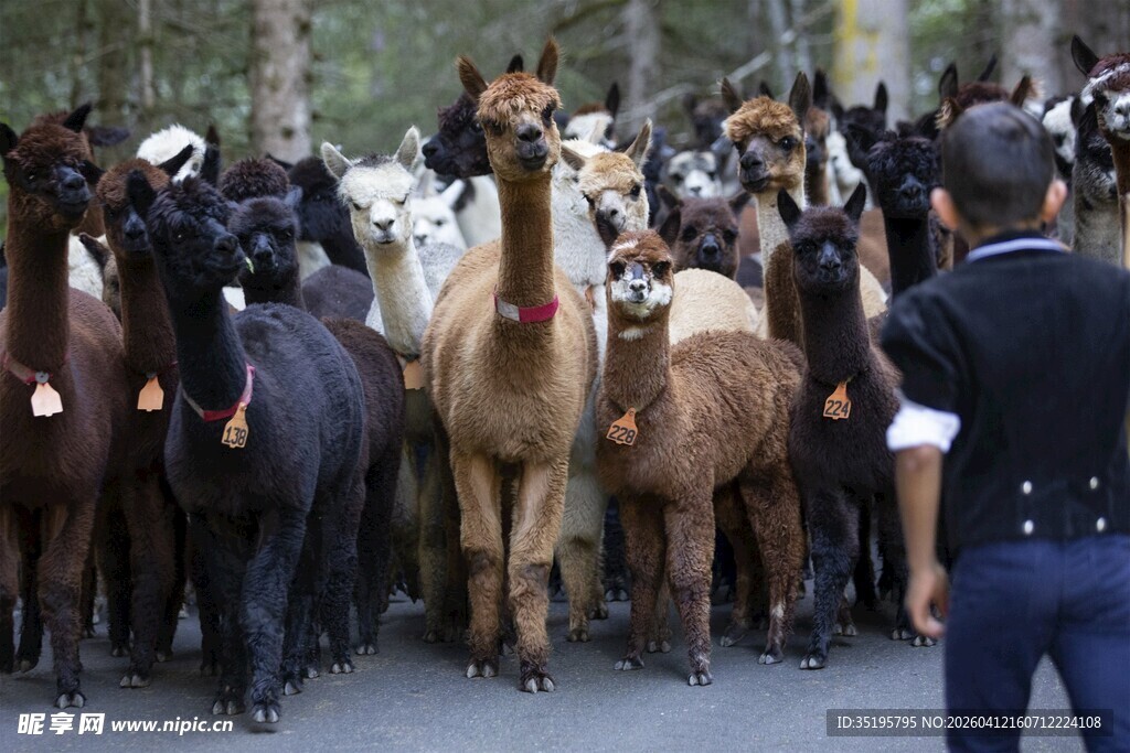 一群羊驼与人同框画面