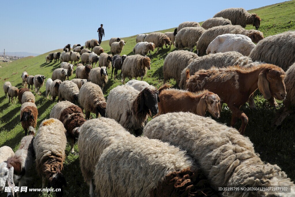草原上的羊群与牧羊人