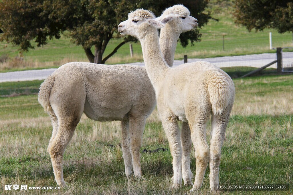 草地上的两只可爱羊驼