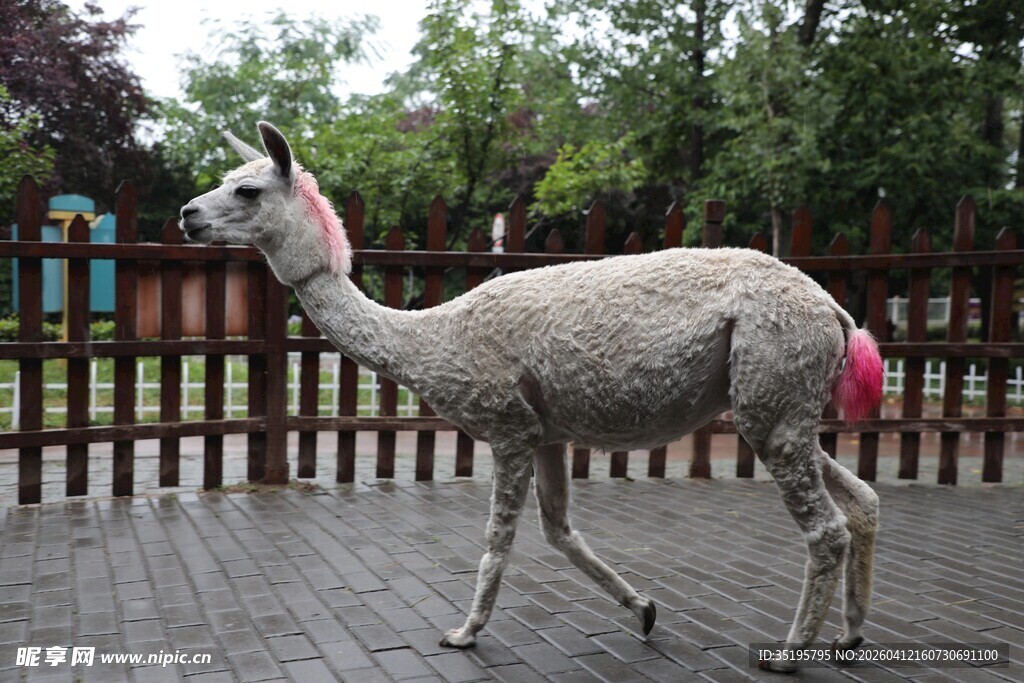 户外木栈道上的羊驼