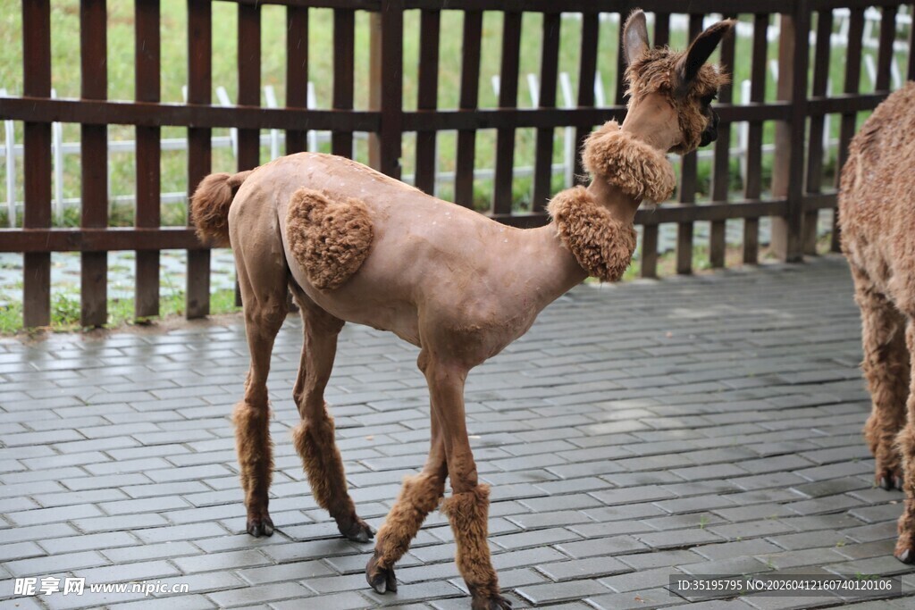 可爱小羊驼在户外行走