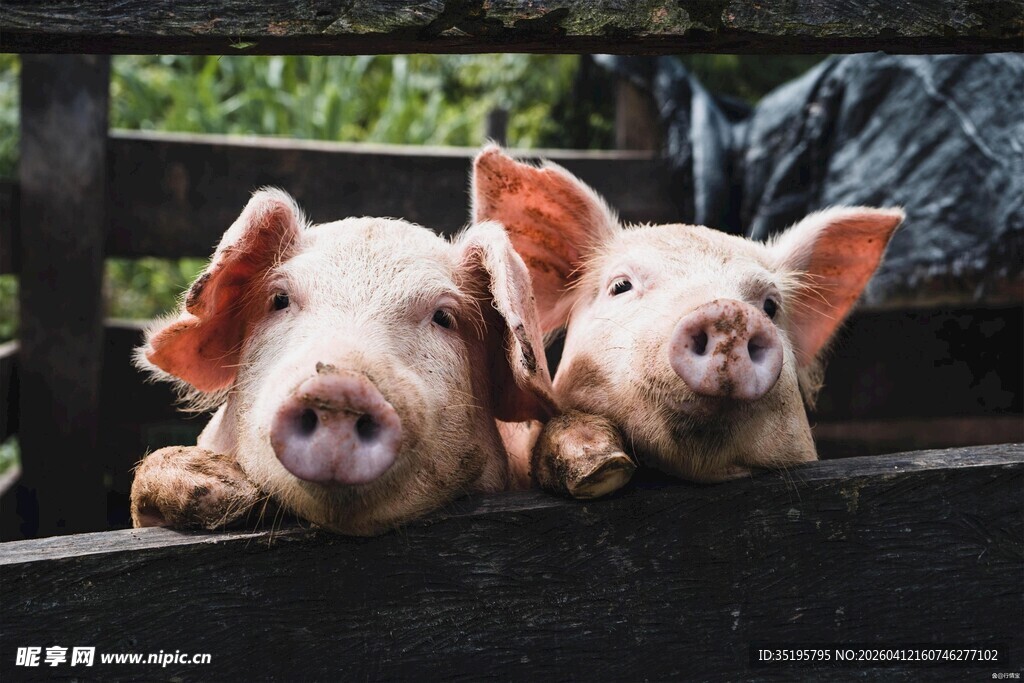 可爱双猪探头瞧