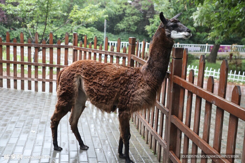 围栏边的棕色大羊驼