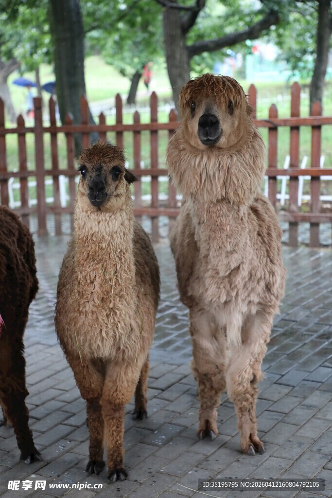 可爱羊驼站在户外