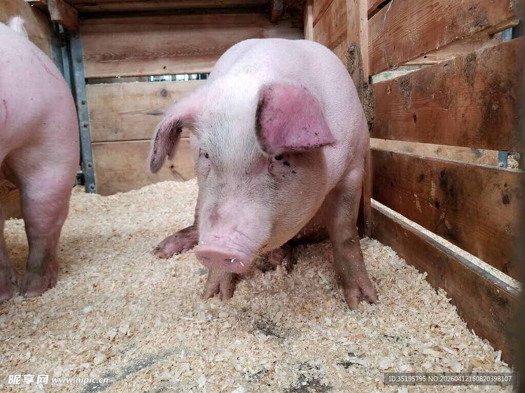 圈舍中进食的两头小猪
