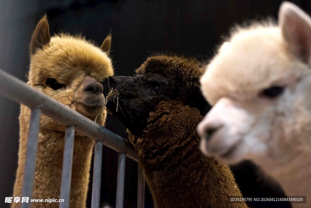 可爱羊驼聚在围栏边