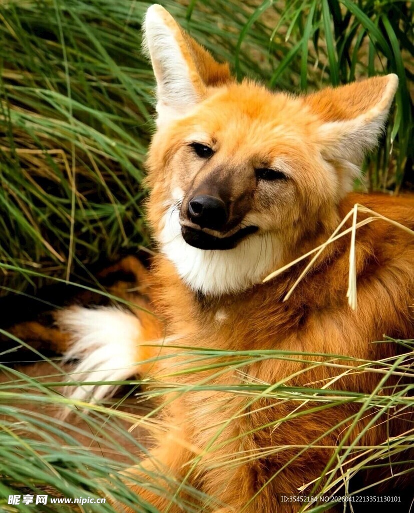 鬃狼
