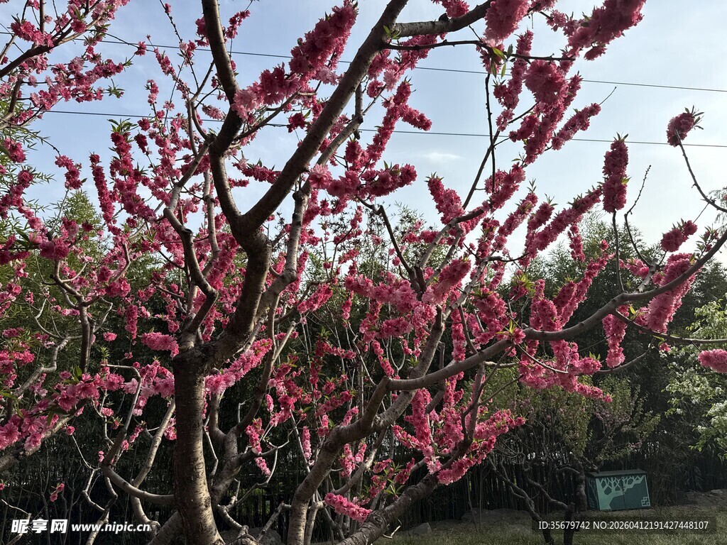 春日绽放的娇艳红梅花
