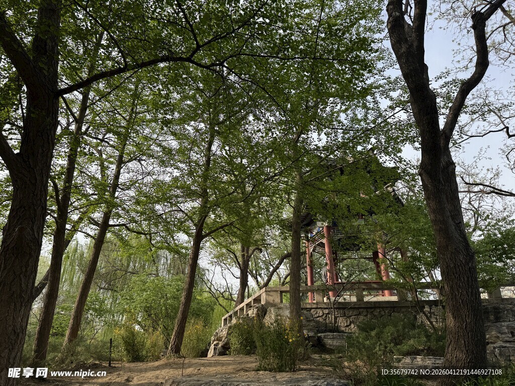 林间小屋隐于葱郁树影中