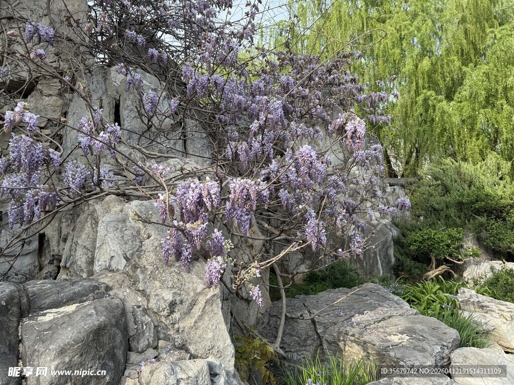 石畔紫花绽放的自然景致
