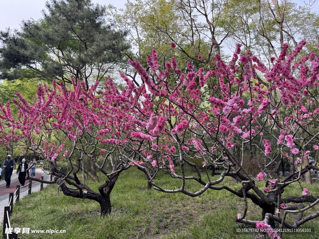 春日盛开的绚烂粉色桃花
