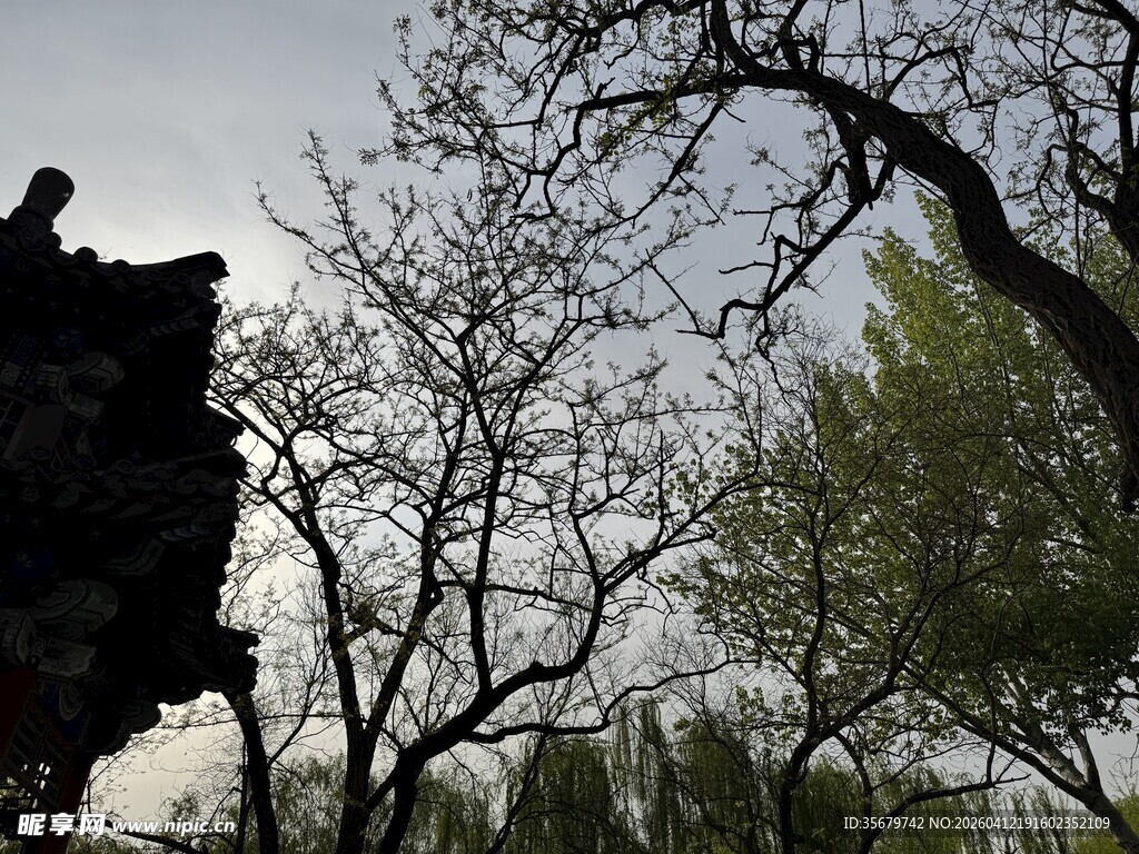 古建旁的光秃树木