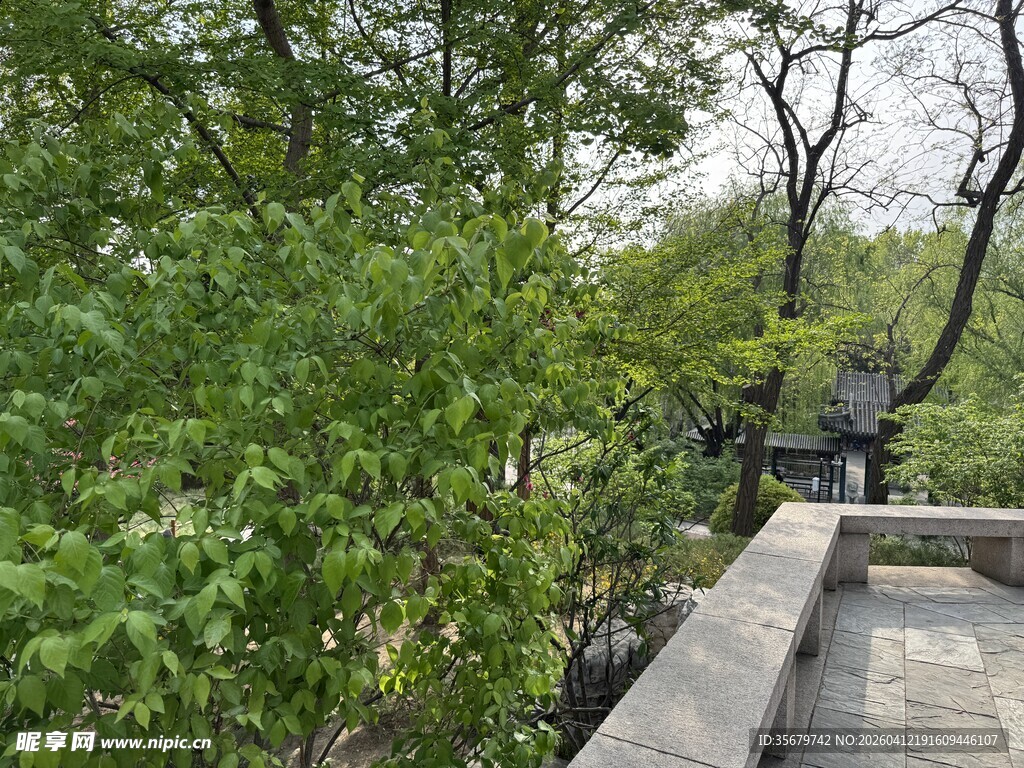 园林小径旁的繁茂绿植