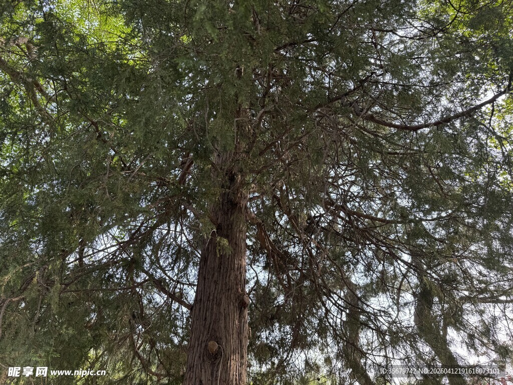 仰望挺拔参天大树