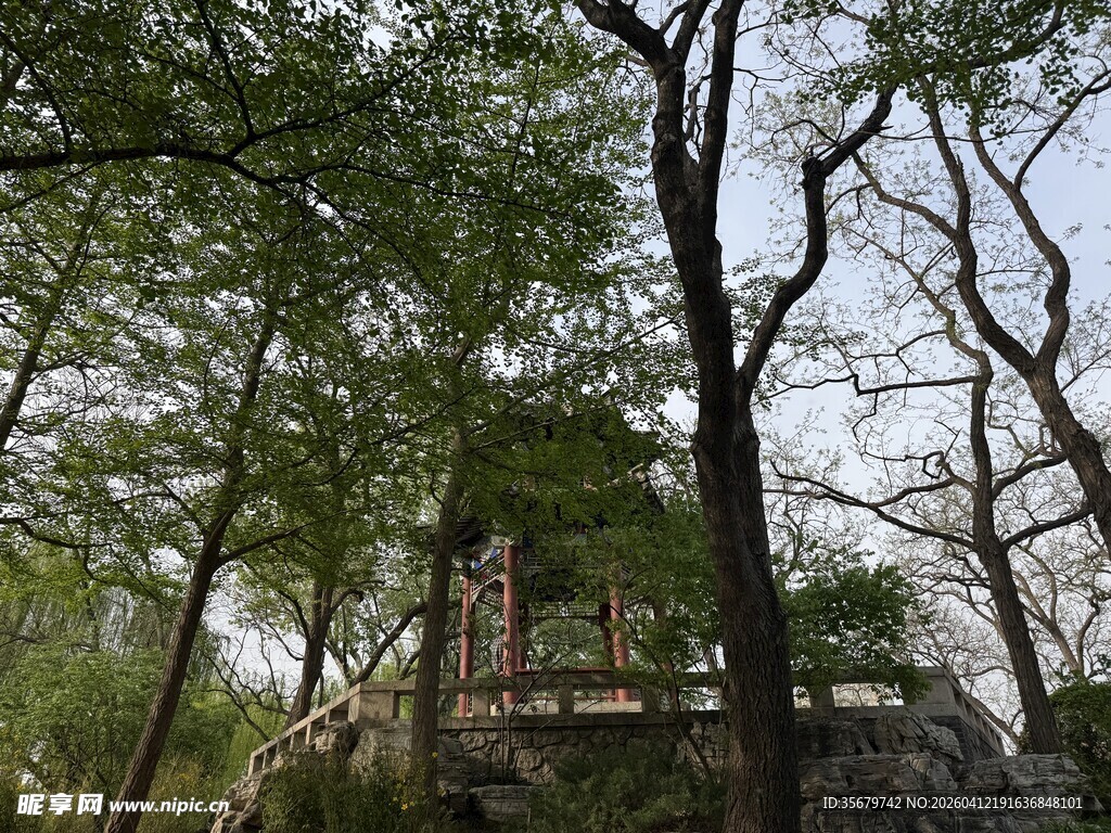 林间石上的静谧亭子