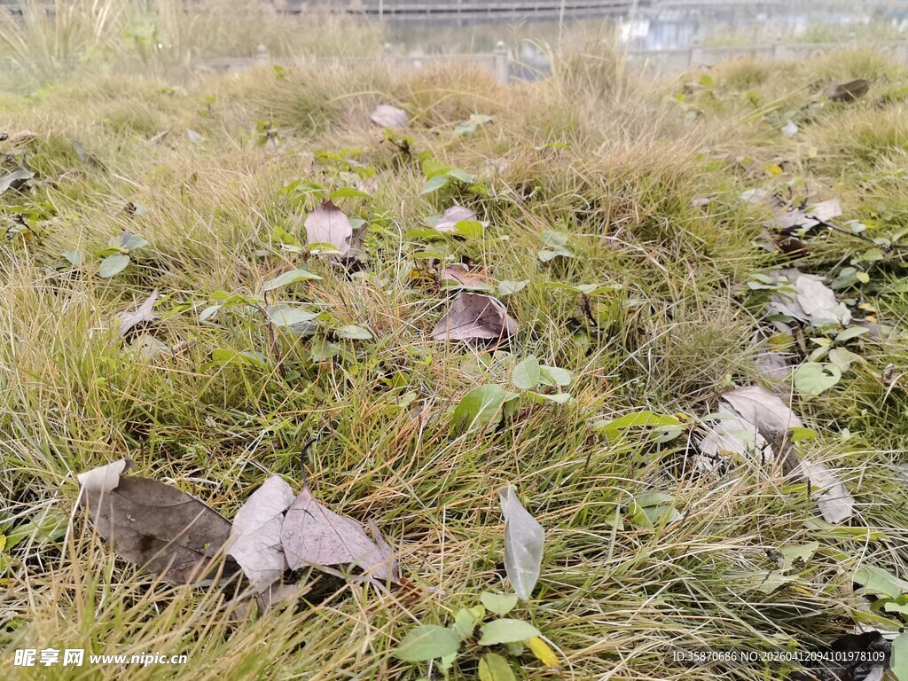 秋日草地落叶景象