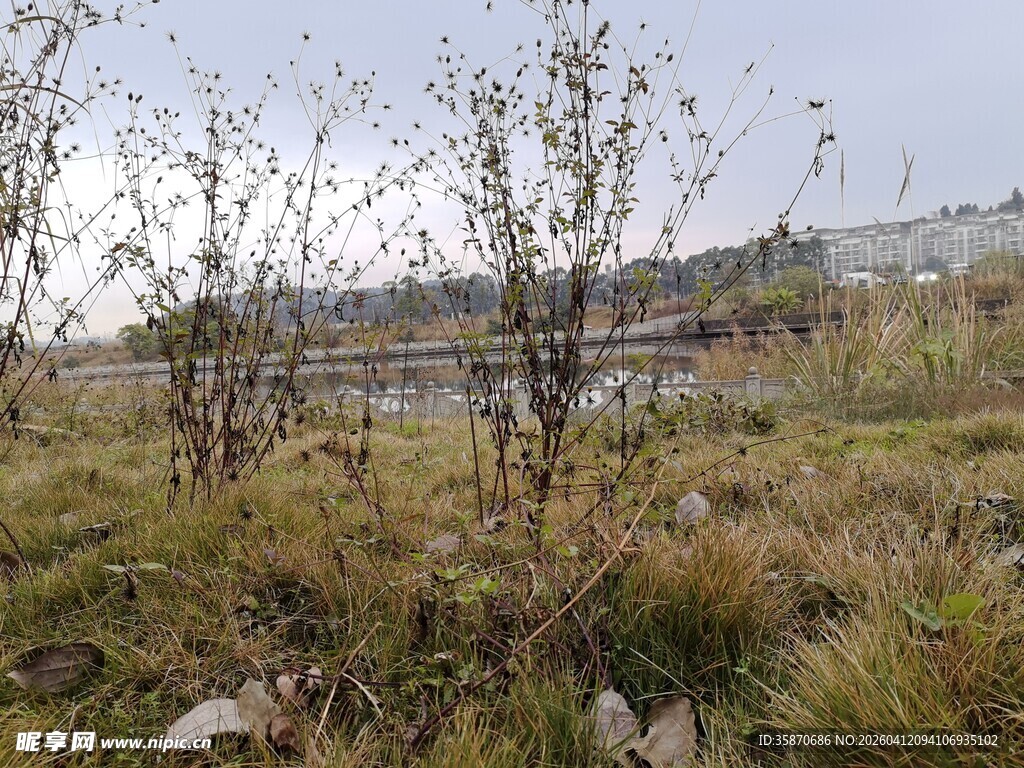 野外草地与稀疏树木景观