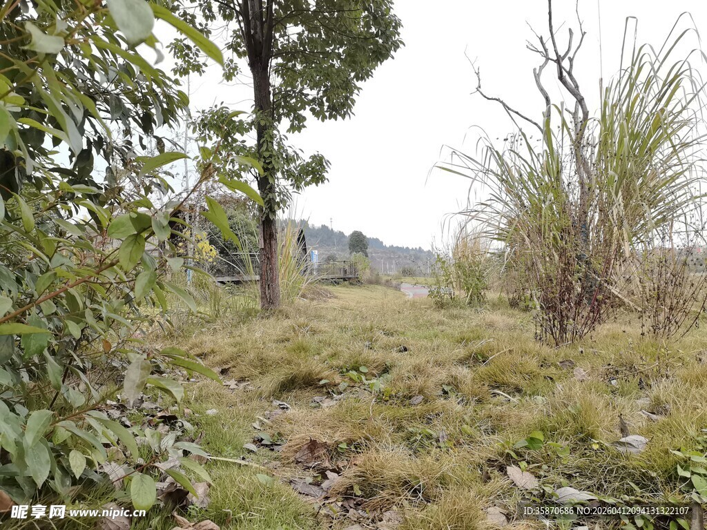 野外草木丛生的自然景象