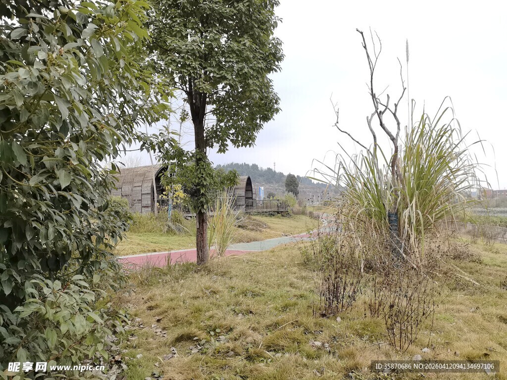 野外草木风景图