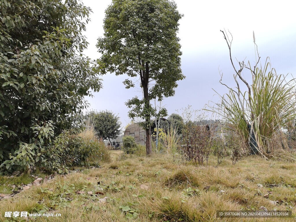 野外草地树木自然景象