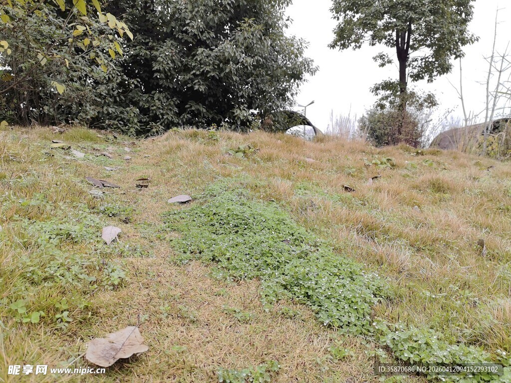 野外草地与散落石头场景