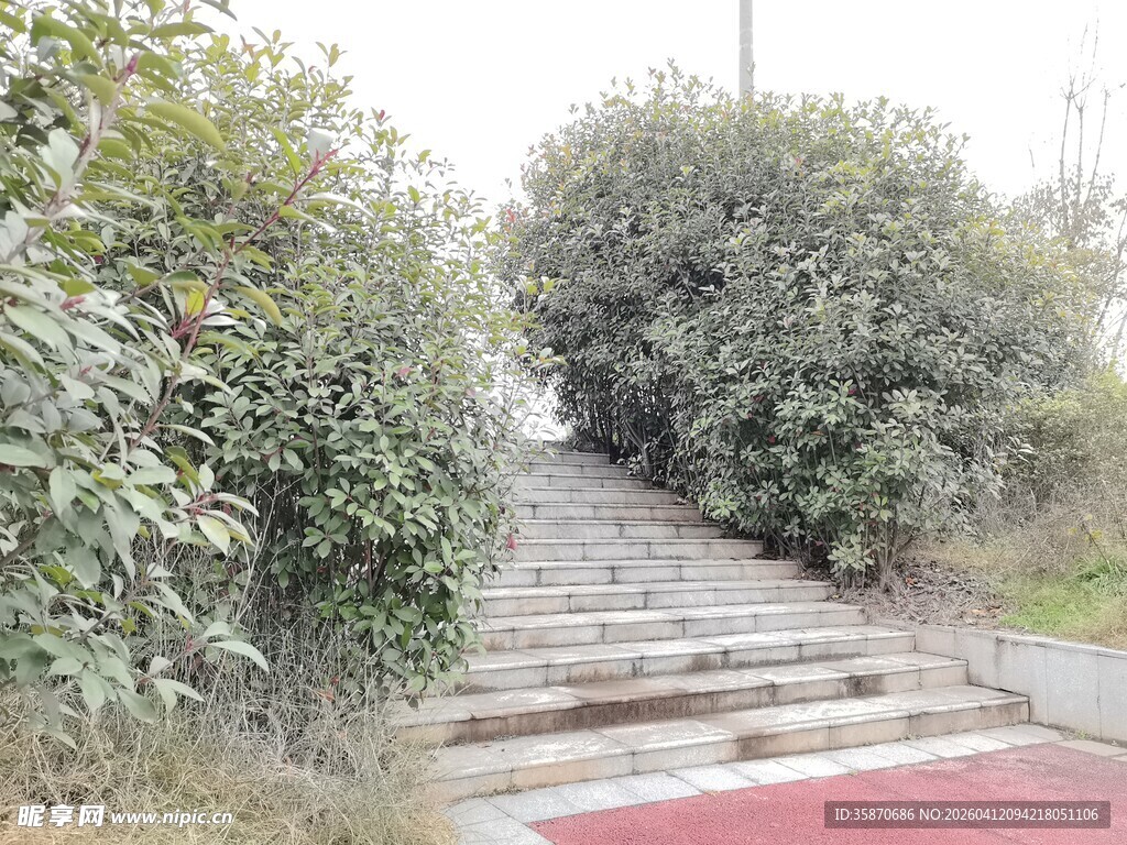 林间石阶步道景色