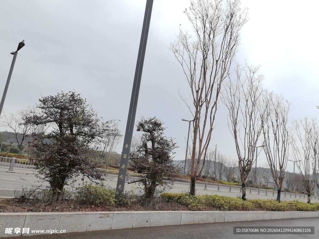 冬日路边树木景观