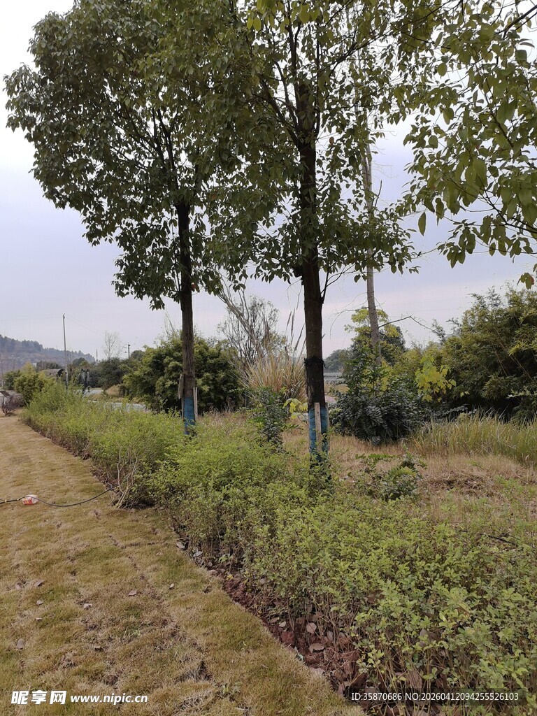 乡村小径旁的树木绿植