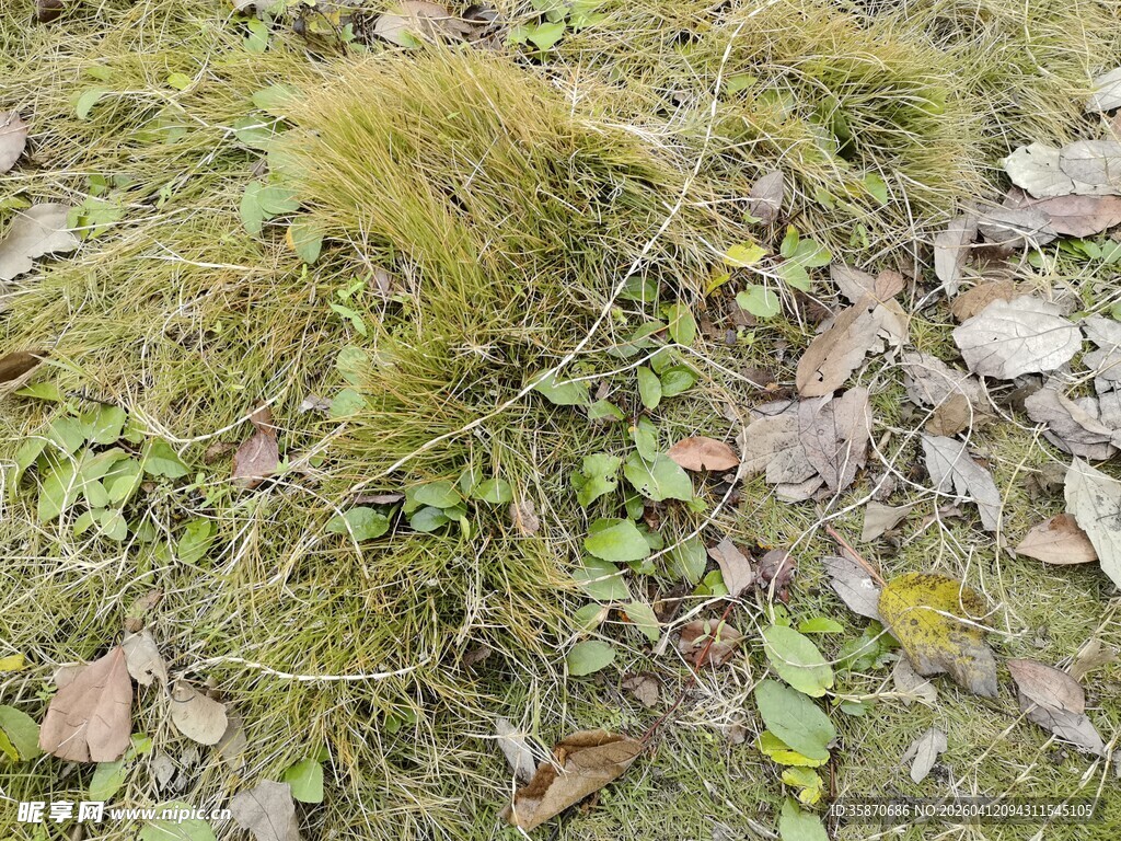 地面上的苔藓与落叶