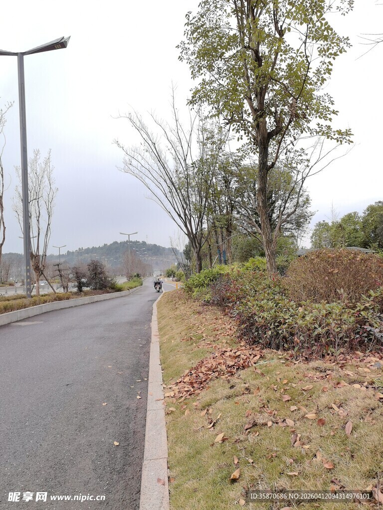 郊外静谧的林荫道路