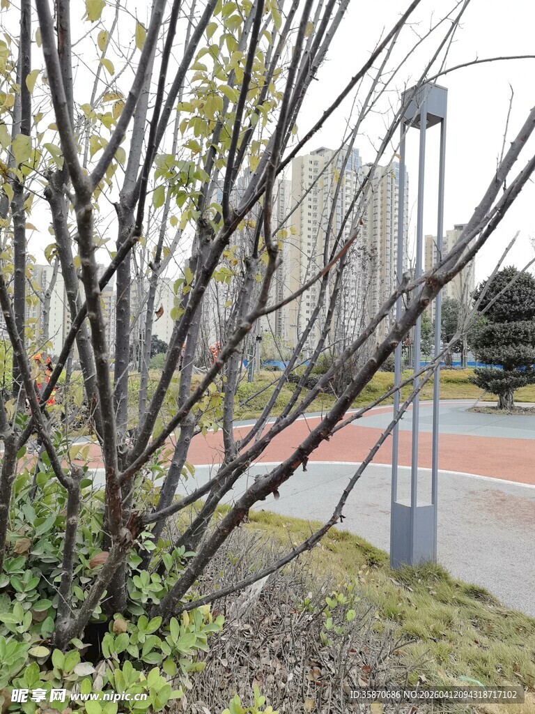路边带枝植物景观