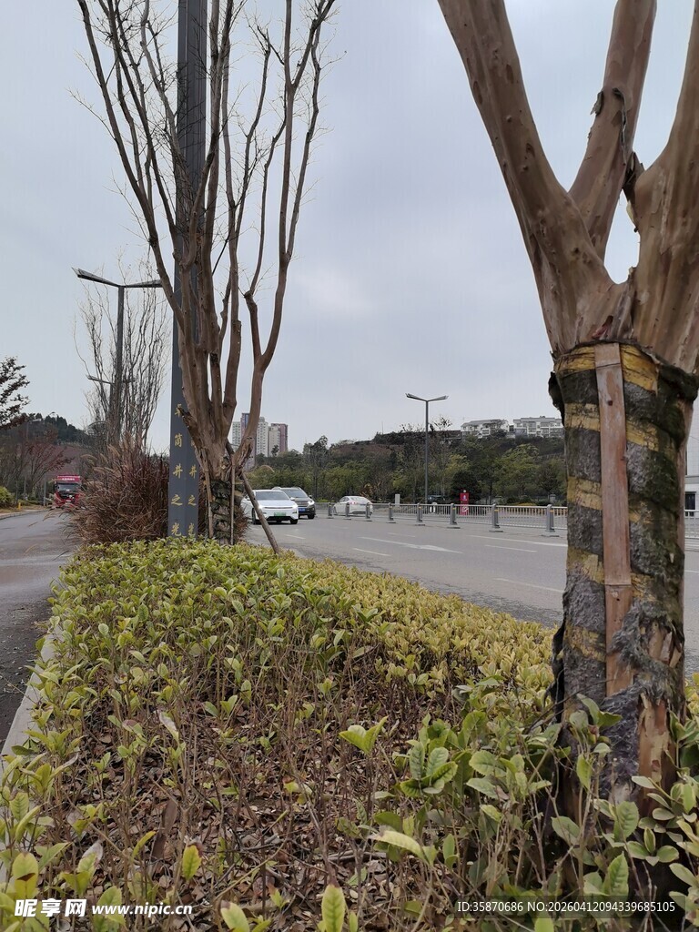 道路旁的树木与绿植景观