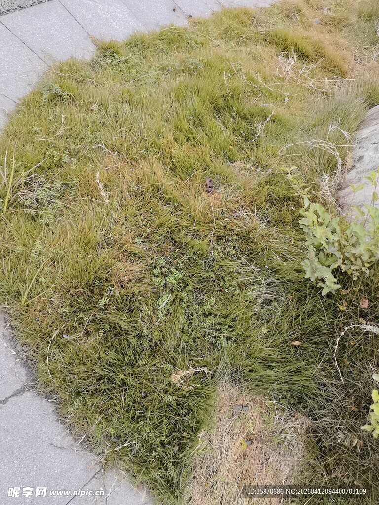 路边草地景象