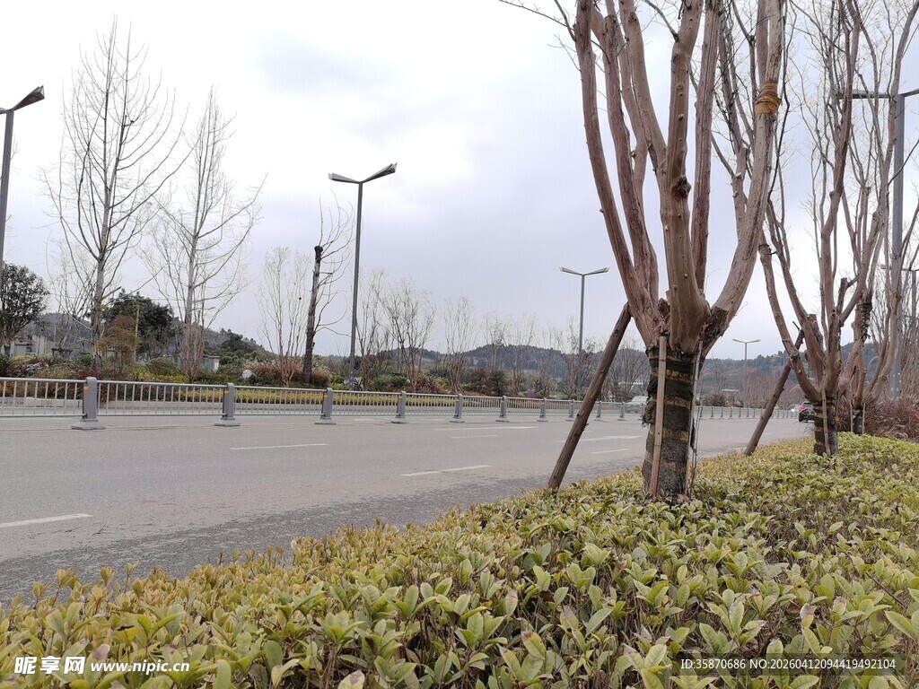 城市道路旁的绿植景观