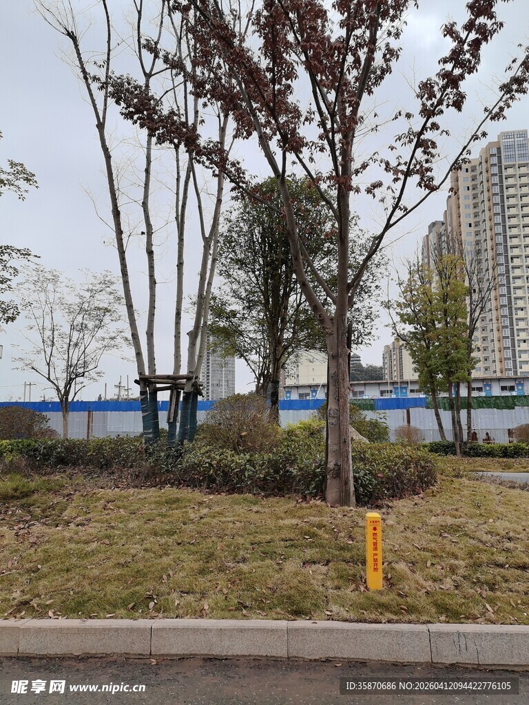 城市户外树木草地景观