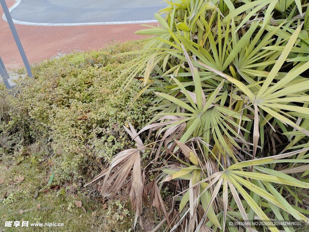 路边的绿色植物景观