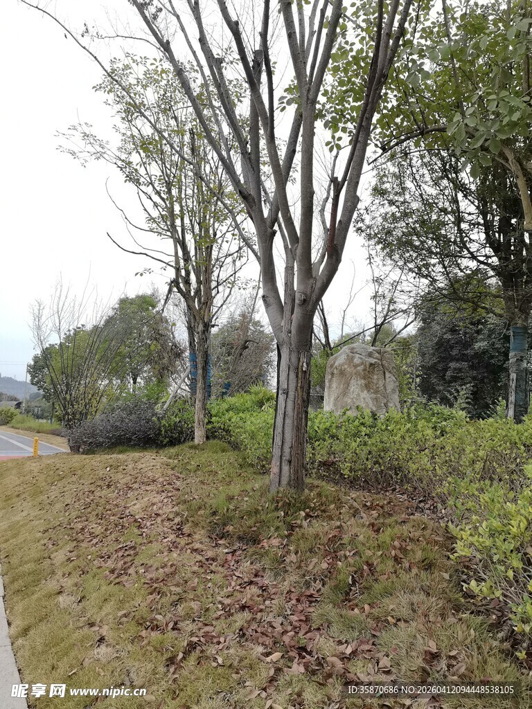 秋日路旁树木与草地景观