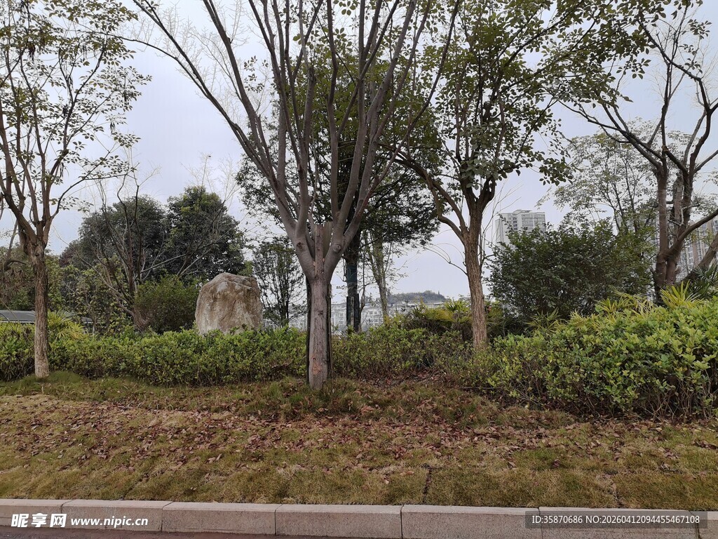 城市路边的绿植景观