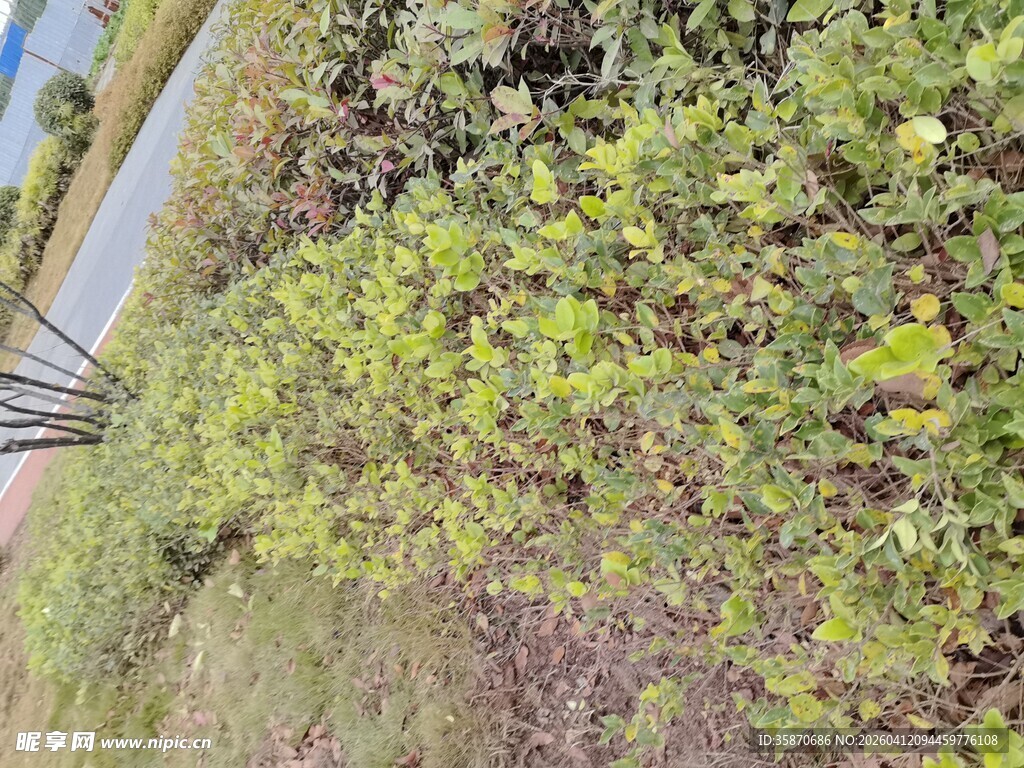 路边绿植景观