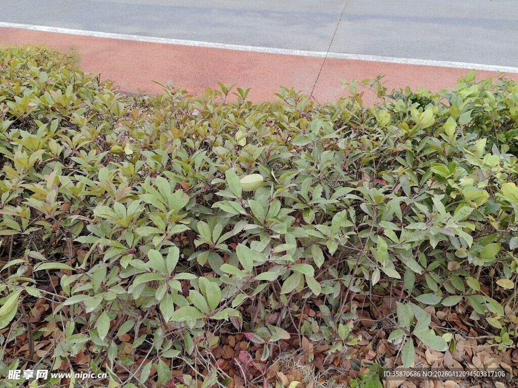 路边绿植景观