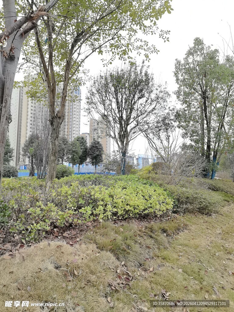 城市中的绿植景观
