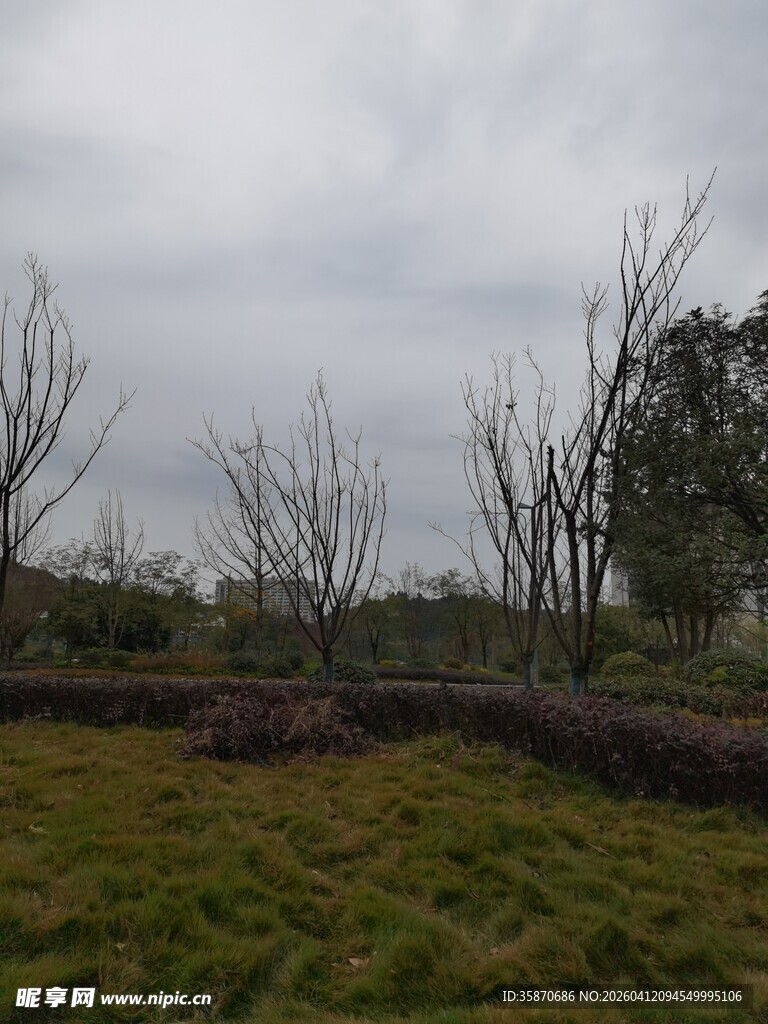 阴天中的荒野枯树景象