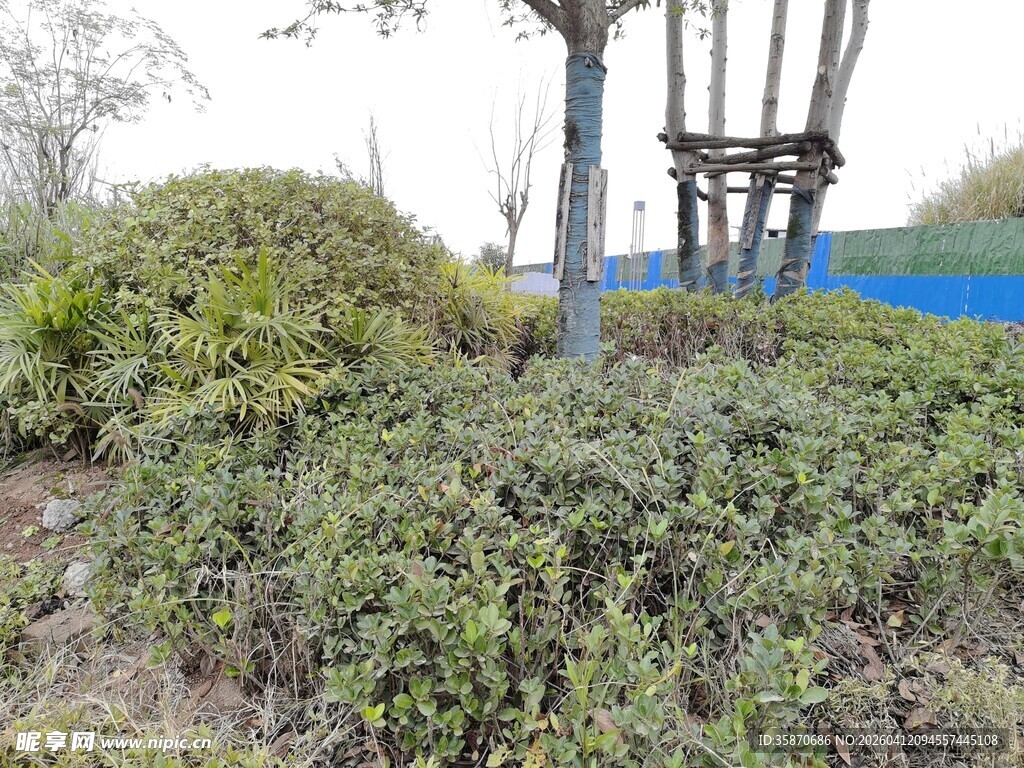 户外绿植景观一角