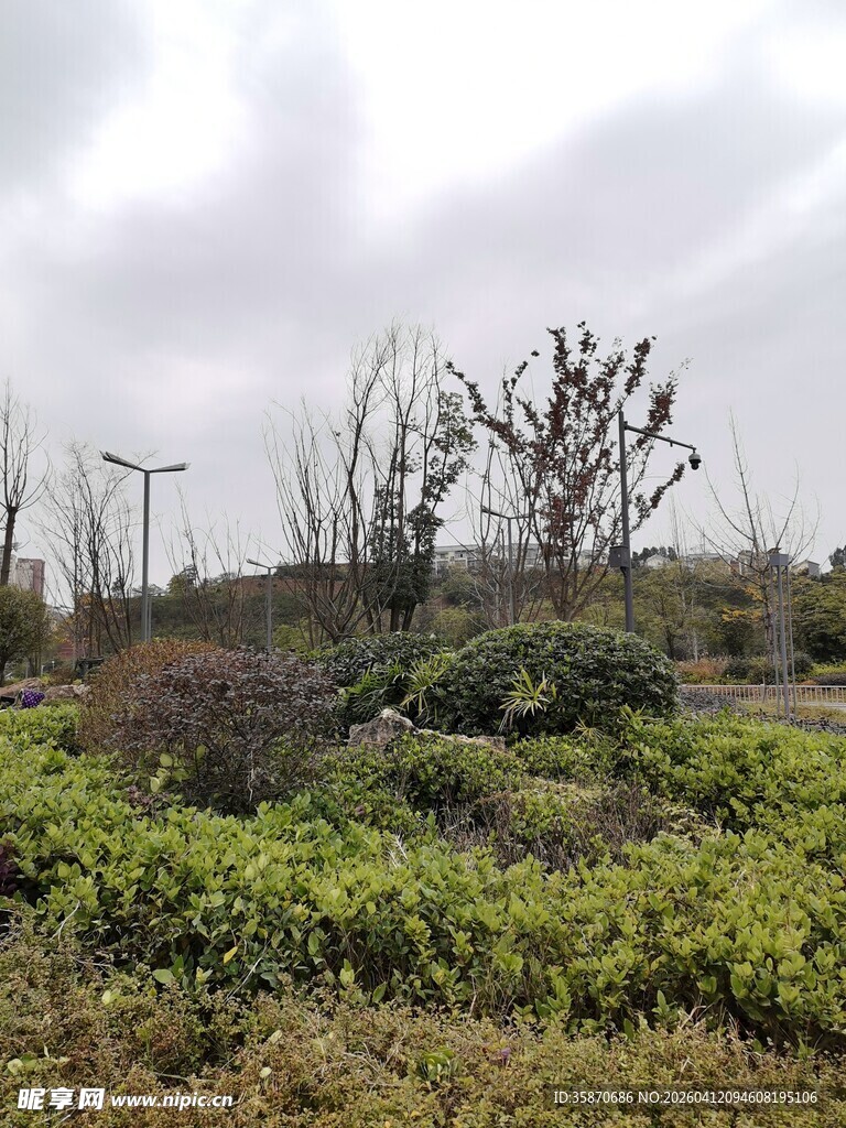 荒野中的植被与枯树景观