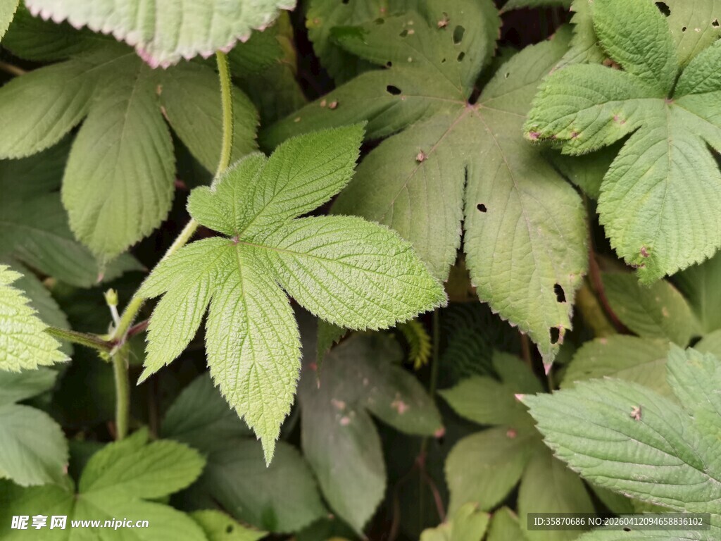 绿叶植物特写