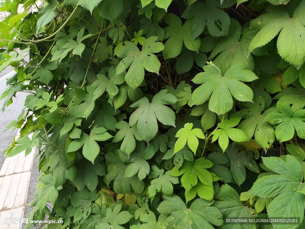 翠绿爬墙植物生机满满